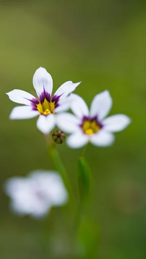 Blue-eyed Grass Wallpaper Screenshot 2