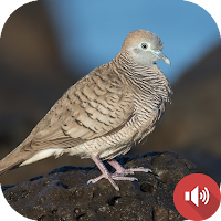 Zebra Dove Sounds