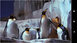 Beautiful Penguin Wallpapers Screenshot 2