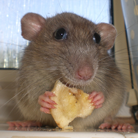 Mouse and Rat sounds