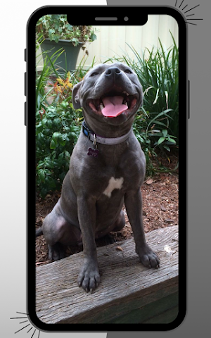 Pitbull Wallpaper Screenshot 3