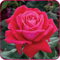 Rose Wallpapers