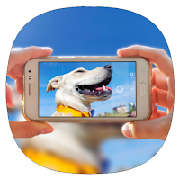 How to Photograph Pets