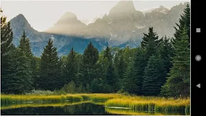 HD Forest Wallpapers Screenshot 2