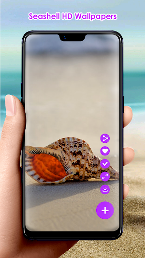 Seashell HD Wallpapers Screenshot 2