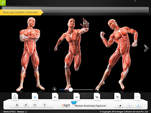 HumanAnatomy-MuscularSystem Screenshot 1
