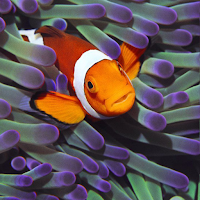 Clownfish Wallpaper HD