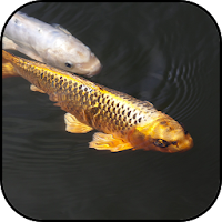 Japanese koi fish wallpapers
