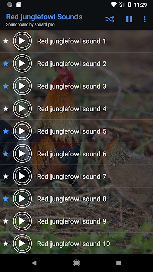 Red junglefowl Sounds ~ Sboard.pro Screenshot 1