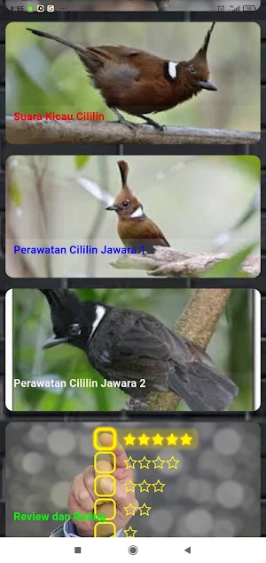 Cililin Masteran Juara Screenshot 2