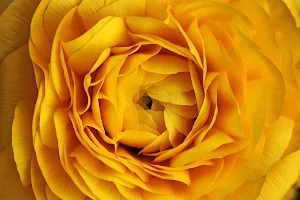 Yellow Rose Wallpaper HD Screenshot 2