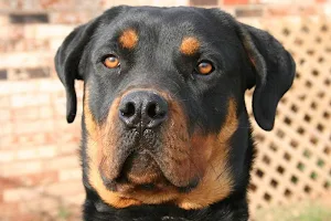 Rottweiler wallpapers Screenshot 0