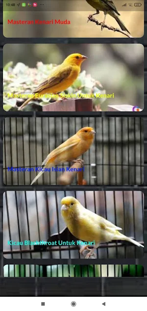 Kicau Kenari Ngerol Panjang Screenshot 2