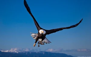 Bald Eagle Wallpaper HD Screenshot 2