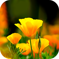 Flower Wallpaper 2023