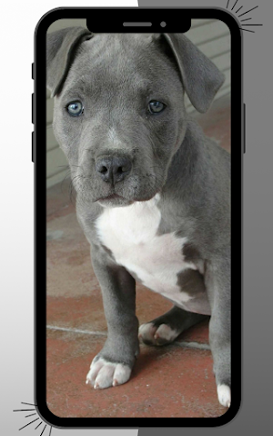 Pitbull Wallpaper Screenshot 2