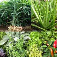 Medicinal plants: herbs, bark, spices