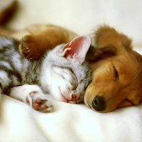 Pet rescue and Tips & Videos