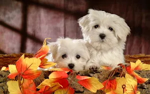 Maltese Dog wallpapers Screenshot 0