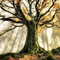 Tree Wallpapers