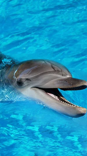 Dolphin Wallpapers Screenshot 0