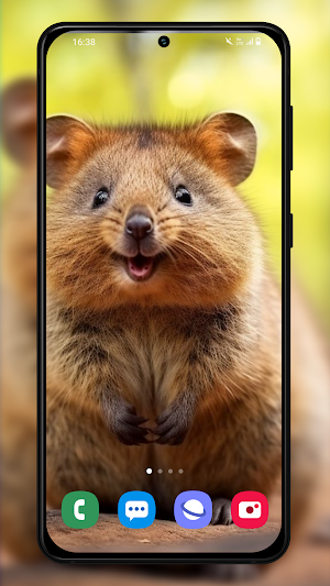 Quokka Wallpapers Backgrounds Screenshot 2