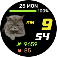 Cat "Marseille"
