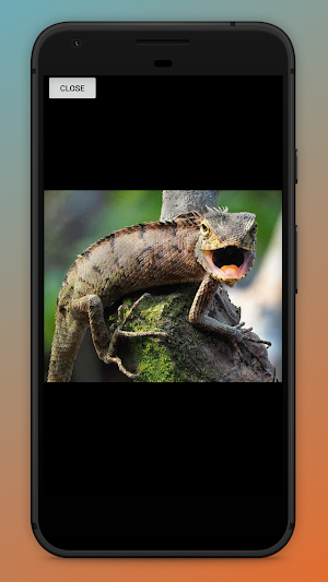 Funky Frog Screenshot 3