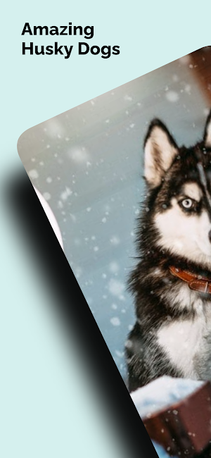 Husky Dogs Wallpapers 4K Screenshot 0