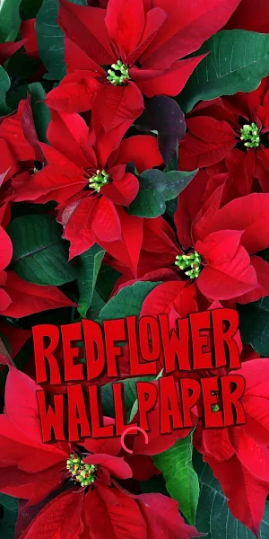 red flower wallpaper Screenshot 0