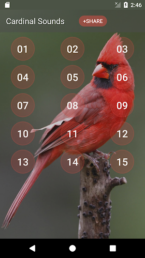 Cardinal bird sounds Screenshot 1