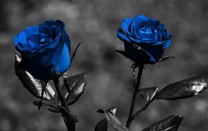 Blue Rose Wallpapers Screenshot 0