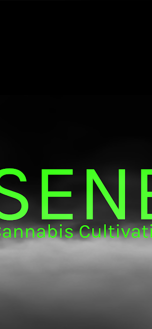 Heisenberg | Cannabis Trivia Screenshot 1