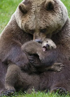Cute Bear Wallpaper Screenshot 3