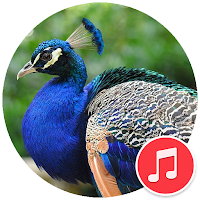 Peacock Sounds