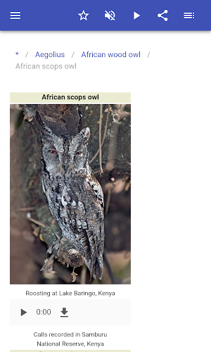 Owls Screenshot 3