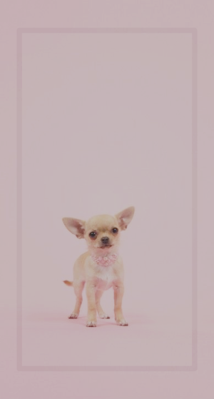 Chihuahua Wallpaper HD Screenshot 2