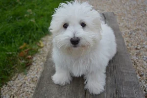 White dogs wallpapers Screenshot 0