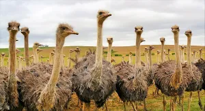 Ostrich Wallpaper HD Screenshot 2