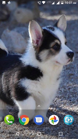 Cute Puppies Wallpaper Screenshot 3
