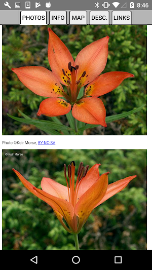 Pennsylvania Wildflowers Screenshot 3