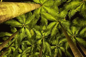 Palm Tree Wallpaper HD - collection 1 Screenshot 2