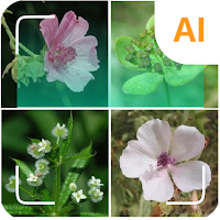 Plant identifier