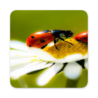 Cute Ladybird Live Wallpapers