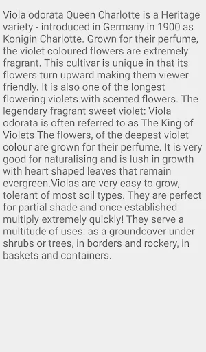 Viola Queen Charlotte Screenshot 1