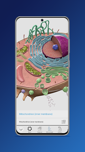 Everyday Anatomy Screenshot 2