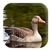 Goose Sounds