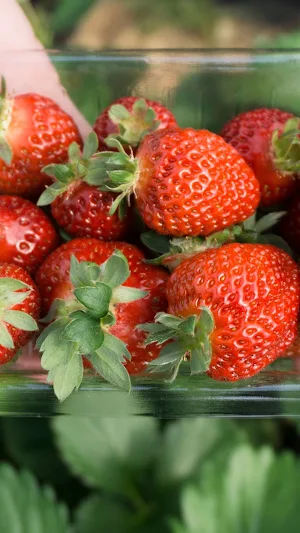 Fruit Picking Wallpaper Screenshot 2