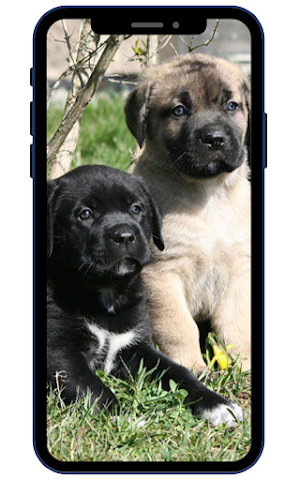 Cane Corso Wallpapers Screenshot 2