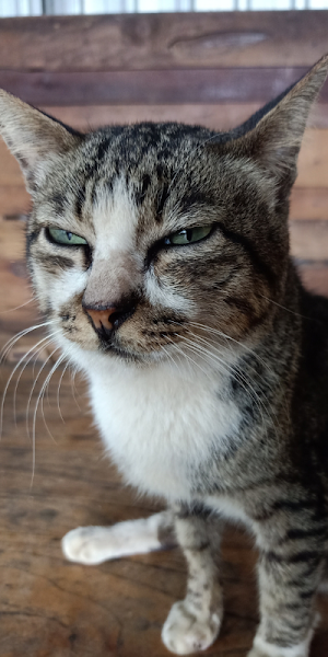 Wallpaper Kucing Screenshot 0